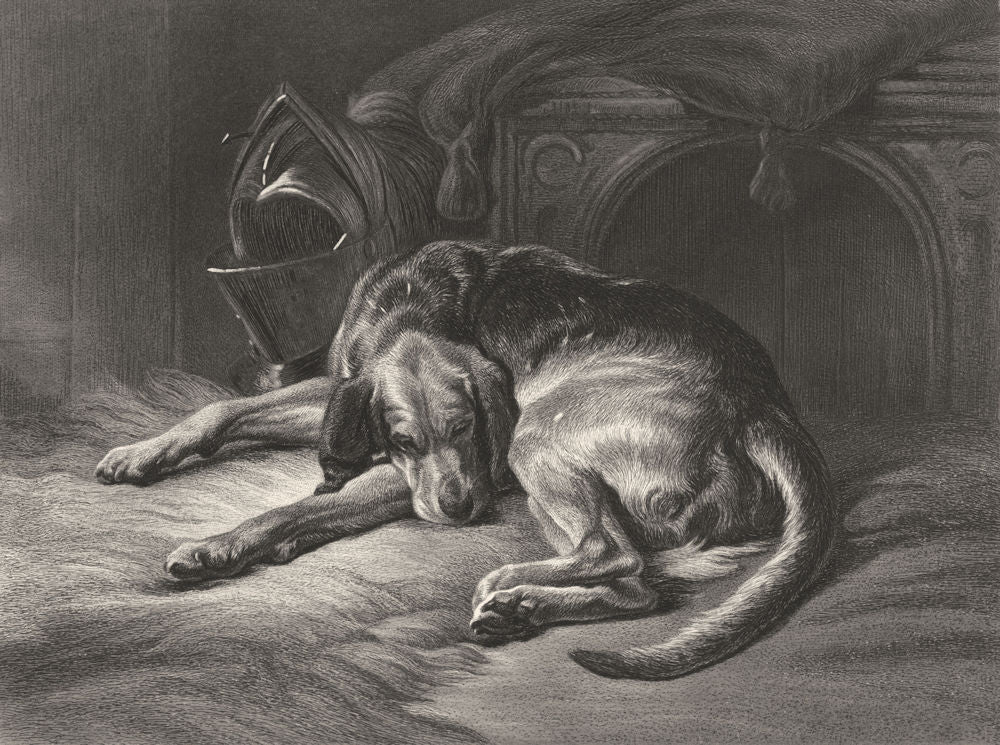 DOGS. Sleeping Bloodhound-Landseer c1880 old antique vintage print picture